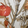 détail - assemblage : pommes et feuilles en céramique (lycée de Moûtiers)